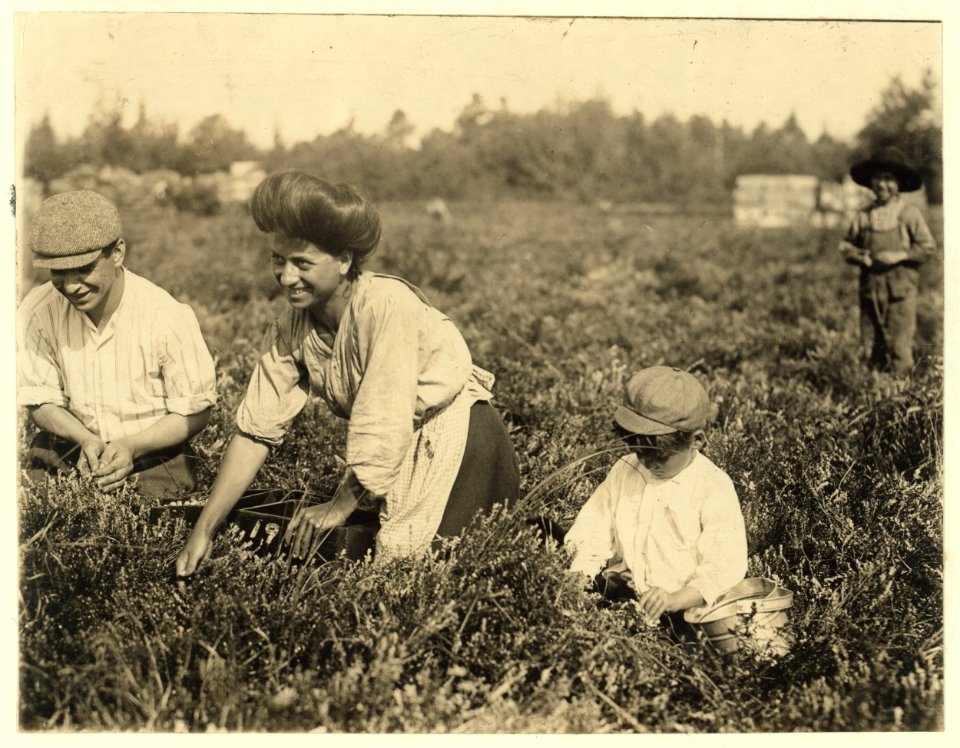 Fred Nozzecho, 604 Annin St., Philadelphial. Five years old. Picking this year. Theodore Budd's Bog at Turkeytown near Pemberton, N.J. This is the fourth week of school in Philadelphia and LOC nclc.05290