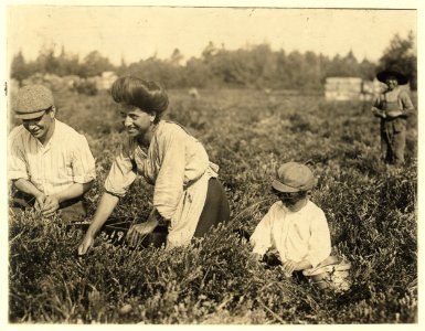 Fred Nozzecho, 604 Annin St., Philadelphial. Five years old. Picking this year. Theodore Budd's Bog at Turkeytown near Pemberton, N.J. This is the fourth week of school in Philadelphia and LOC nclc.05290