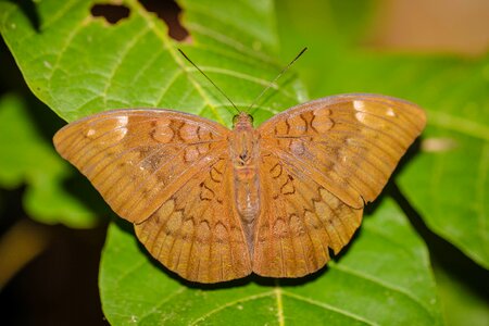 Nature the forests butterfly photo