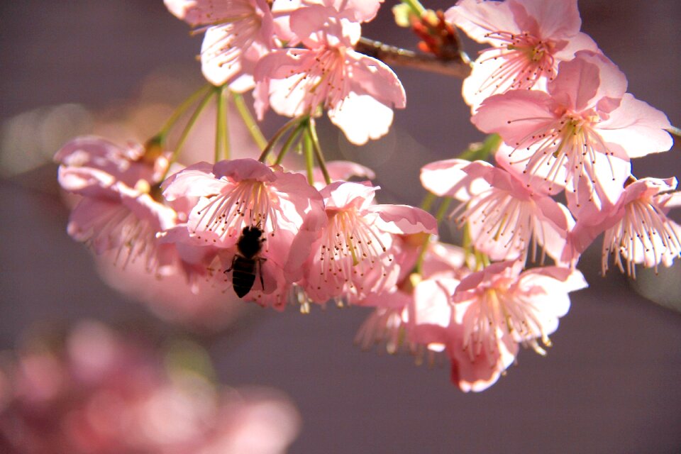 Garden cherry tree pink