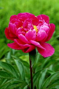 Summer sheet peony