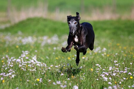 Galgo race joy of life