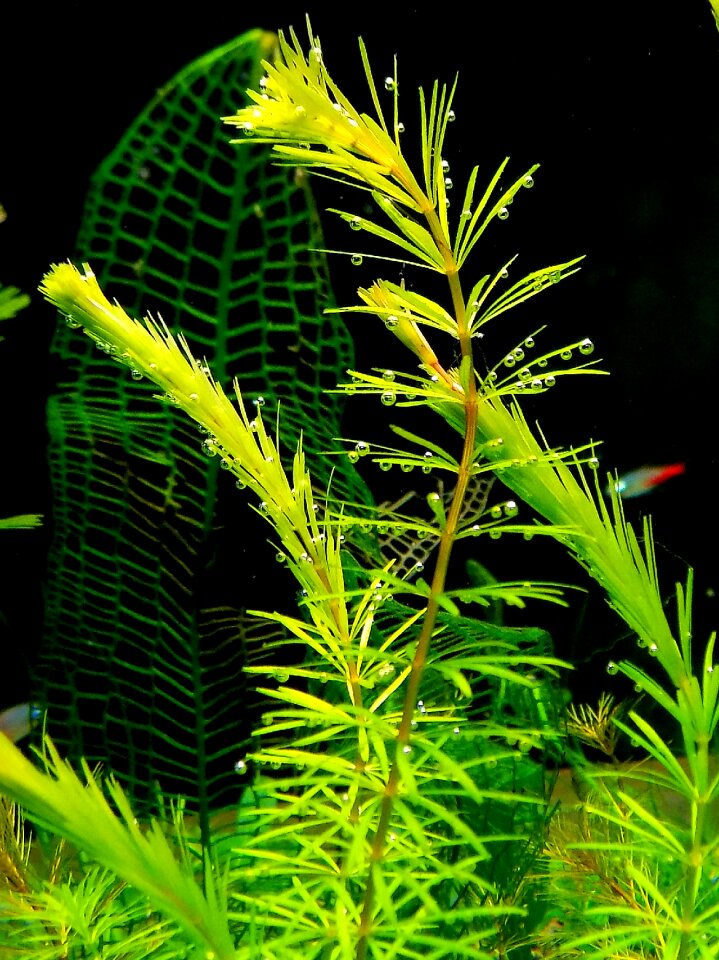 Aquarium nature plant