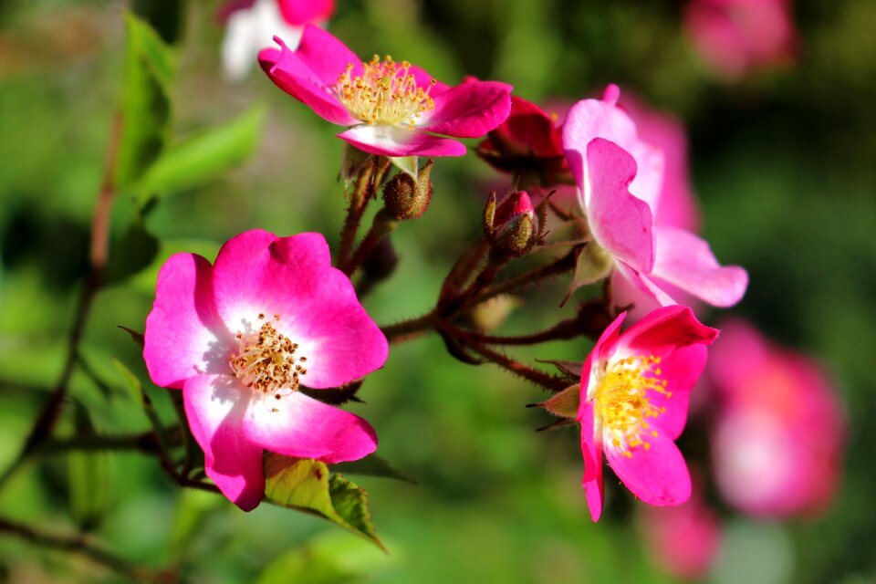 Flowers summer nature photo