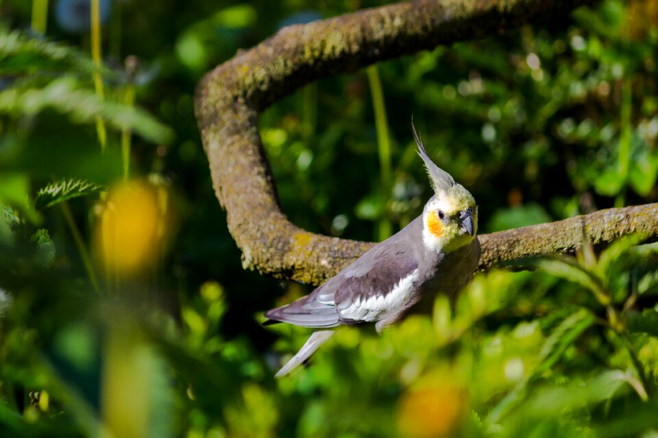 Animal small cockatiel