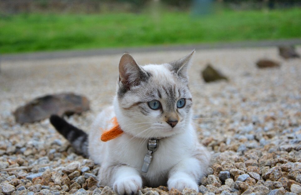 Domestic animal kitten feline photo