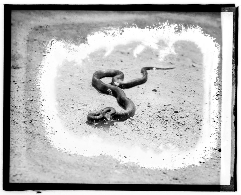 Fredericksburg tour, black snake LCCN2016828088