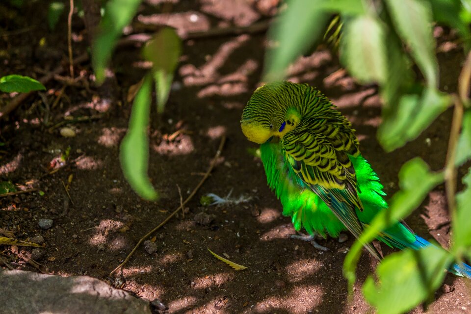 Leaf animal budgie
