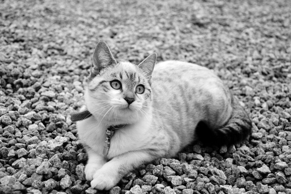 Feline cat lying domestic animal