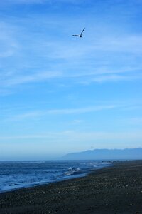 Beach seagull sky