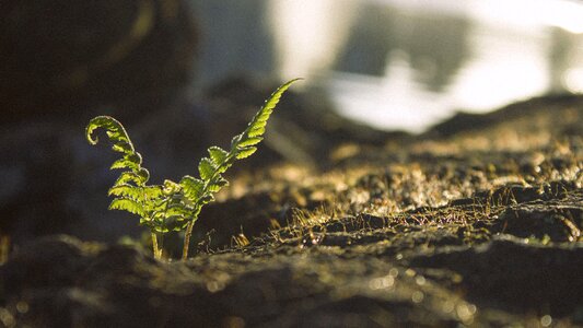 Plant garden soil