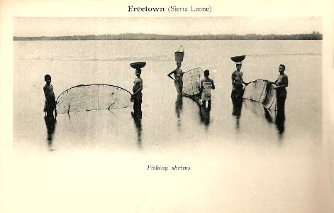 Freetown-Fishing shrims