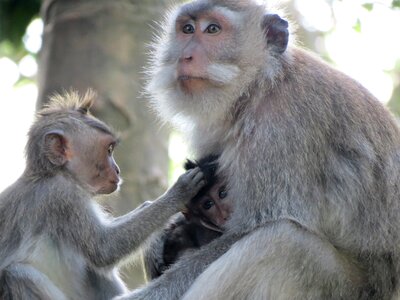 Macaques monkey cub animal photo