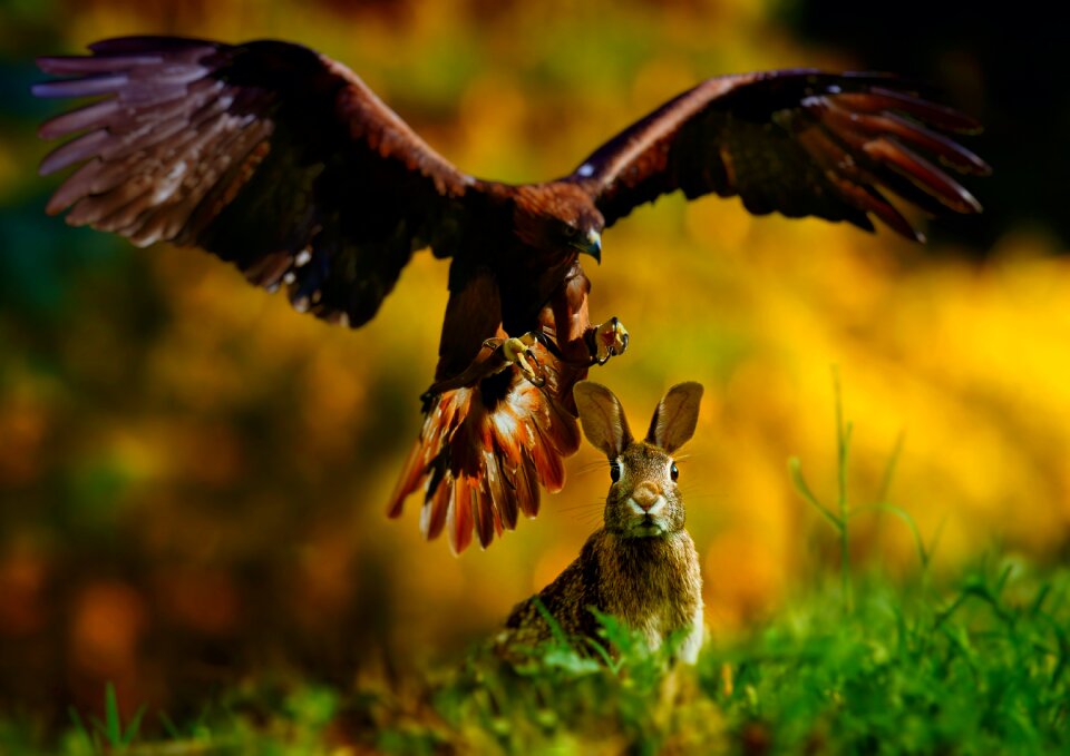 Raptor outdoor animal