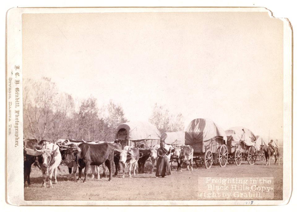 Freighting in the Black Hills LCCN99613786