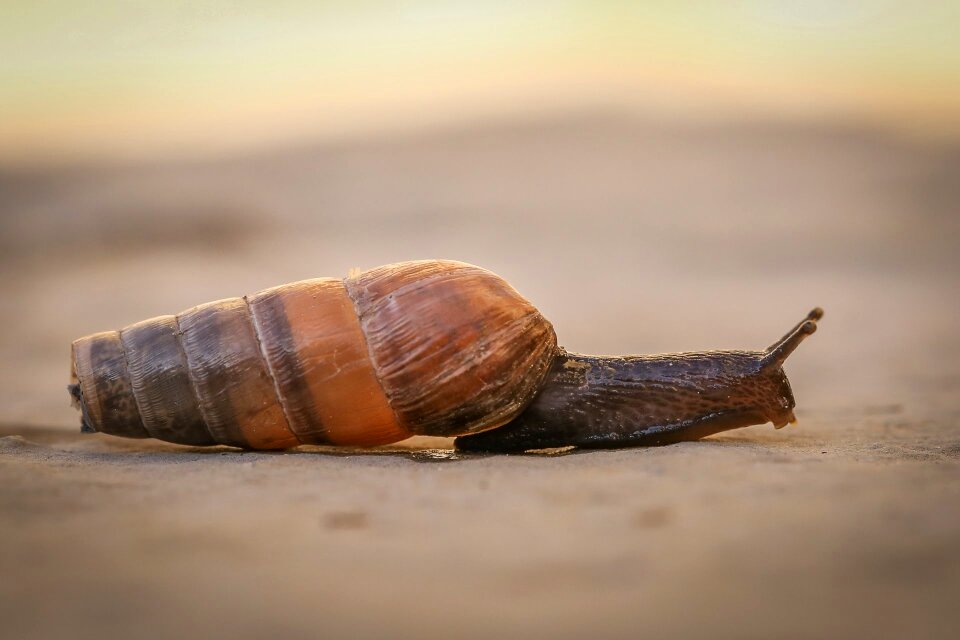 Snail evertebrat shell