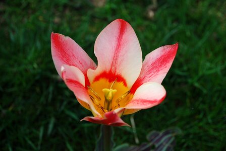 Tulip spring petal tulip double photo