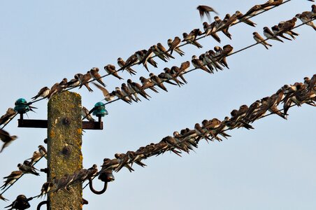 Wires birds rest