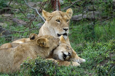 Safari kenya masai mara lion cub photo