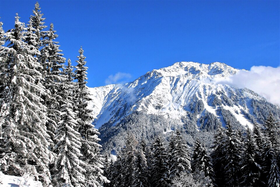 Mountains fresh snow pine