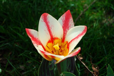 Tulip spring petal tulip double photo