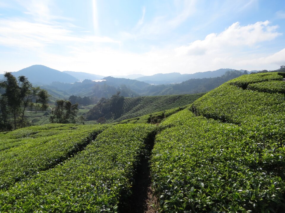 Tea mountains agriculture
