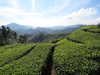 Tea mountains agriculture photo