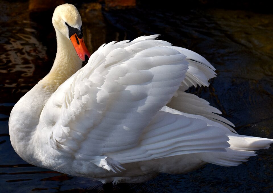 Plumage white beautiful