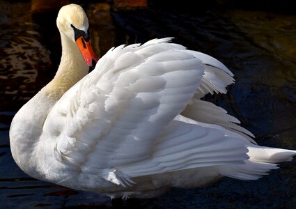 Plumage white beautiful