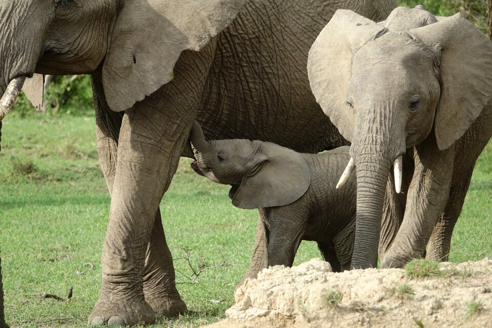 Mammal nature baby elephant