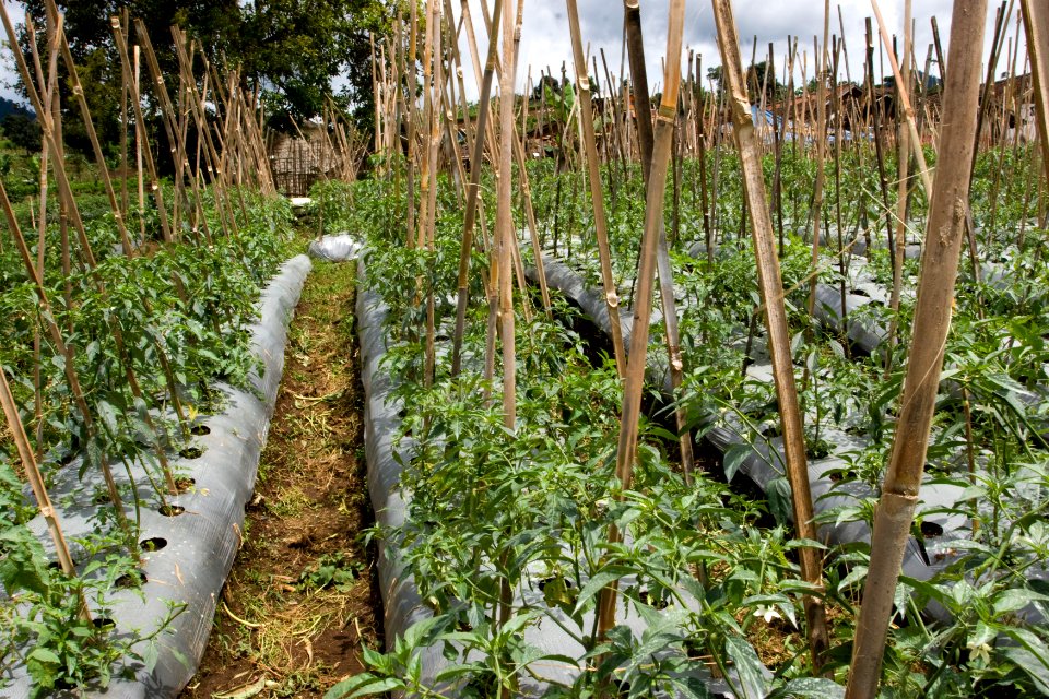 French Bean Field, Lembang, Bandung (5281936400)
