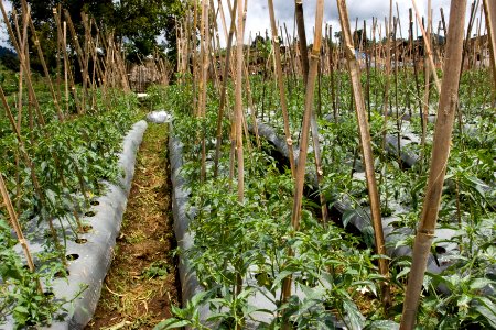 French Bean Field, Lembang, Bandung (5281936400)