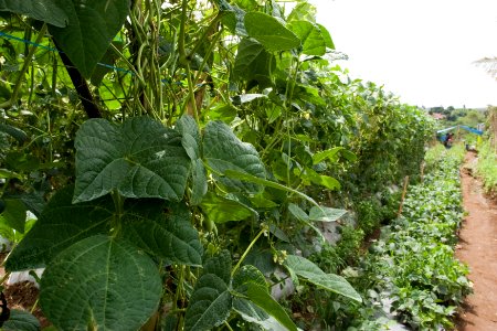 French Bean Field, Lembang, Bandung (5281935958)