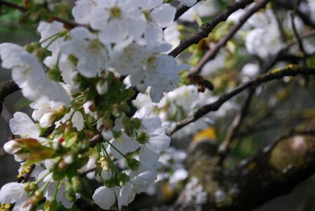 Fruit tree flowering flowers cherry