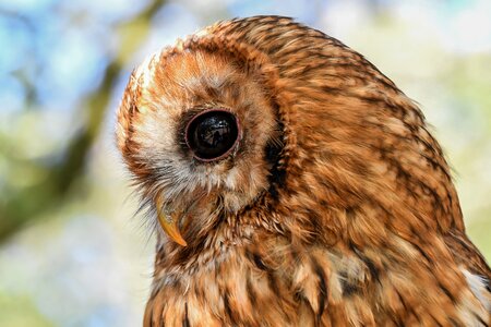 Raptor nocturne an owl photo