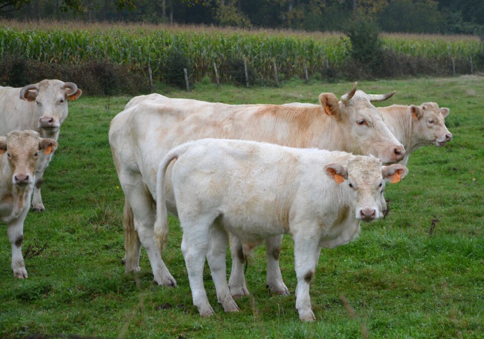 Cattle animals agriculture