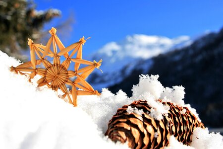 Asterisk pine cone fresh fallout