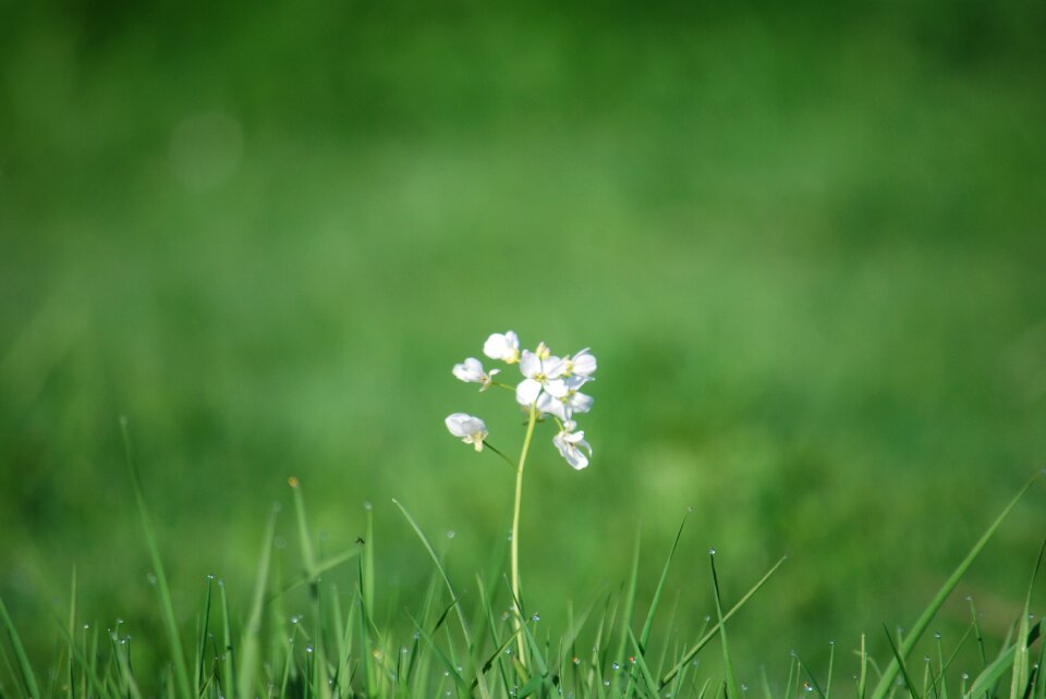 Flower nature green