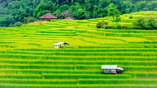 Thailand farmland nature photo