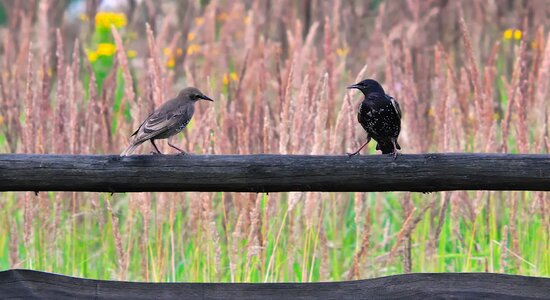 Conversation para nature photo