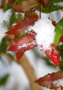 Christmas snow snowy