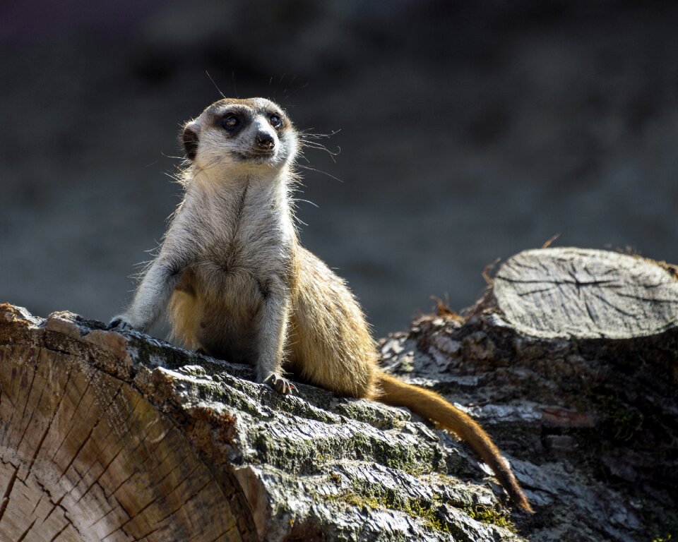 Tree trunk sentinel animal