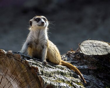 Tree trunk sentinel animal