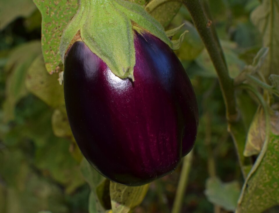 Garden plant healthy
