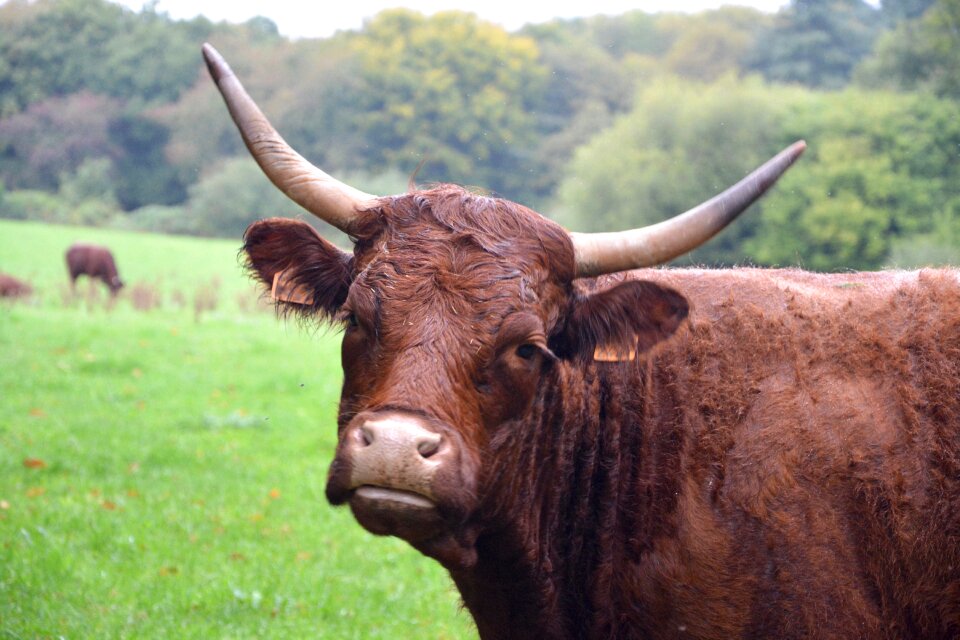 Pasture prairie agriculture