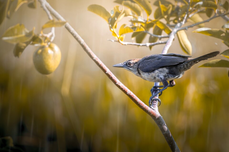 Wildlife tree animal
