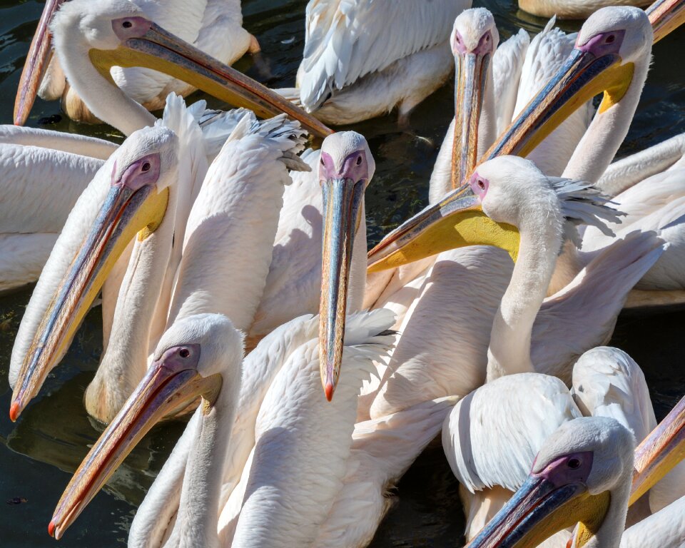 Bird group aquatic