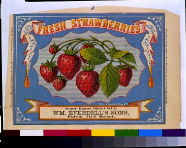 Fresh strawberries - Wm. Everdell's Sons, N.Y. LCCN93504445