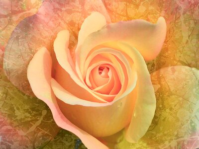 Rose pink orange rose