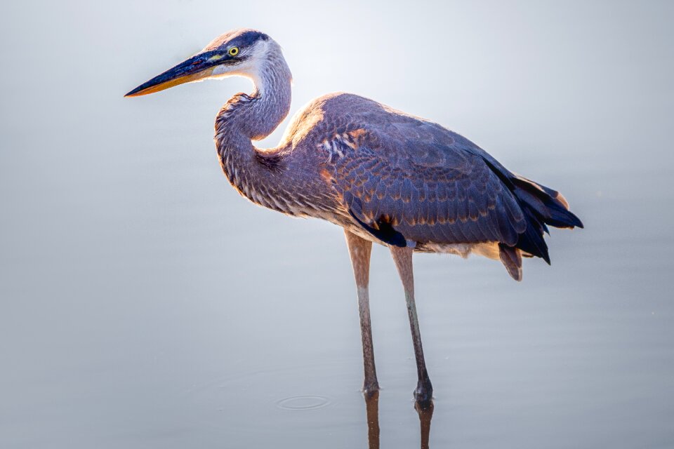 Water animal wild